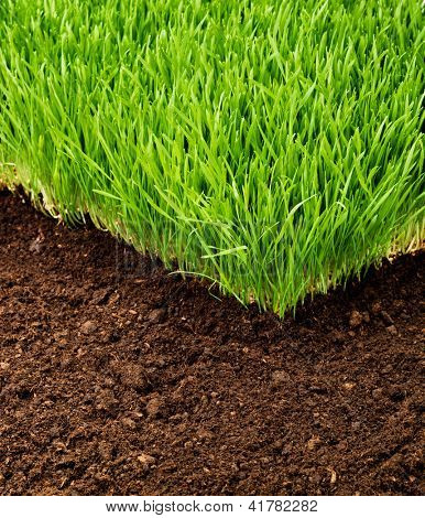 verde erba nel terreno