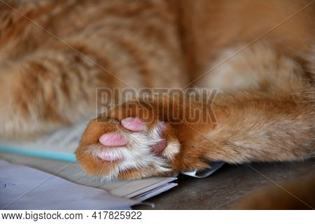 Close-up Of Fluffy Paw Of Red Tabby Cat With Cute Pink Toe Pads And Long White Fur Between. Ginger C