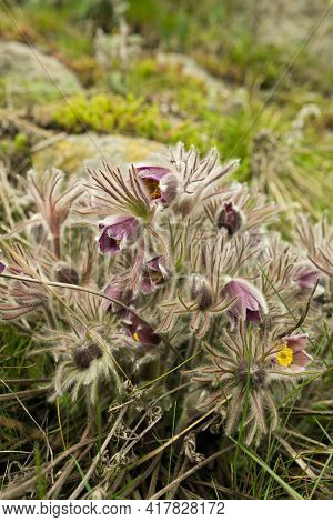 Dream Herb. Flowers Of The Windflower Or Pulsatilla Patens. First Spring April Blue Sleep Grass Flow