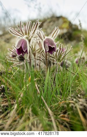 Dream Herb. Flowers Of The Windflower Or Pulsatilla Patens. First Spring April Blue Sleep Grass Flow