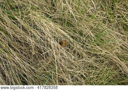 Natural Spring Background From Dry Yellow Grass. Field Grass After Winter. The First Spring Butterfl