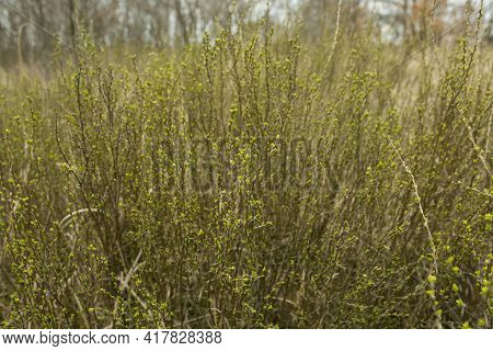 Natural Spring Background From Dry Yellow Grass. Field Grass After Winter. Spring Fire Hazard, Do No
