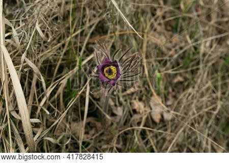 Dream Herb. Flowers Of The Windflower Or Pulsatilla Patens. First Spring April Blue Sleep Grass Flow
