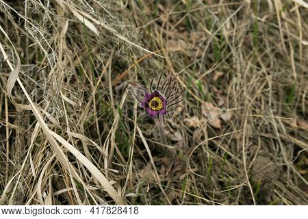Dream Herb. Flowers Of The Windflower Or Pulsatilla Patens. First Spring April Blue Sleep Grass Flow
