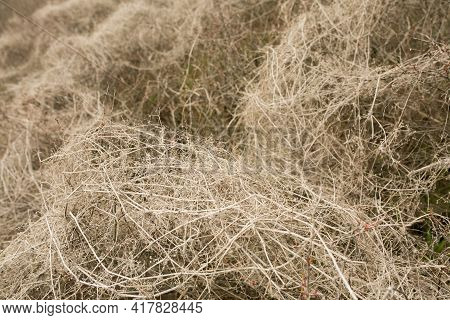 Natural Spring Background From Dry Yellow Grass. Field Grass After Winter. Spring Fire Hazard, Do No