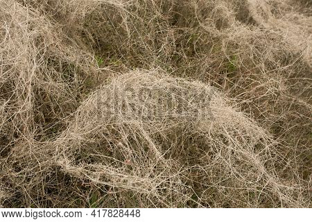 Natural Spring Background From Dry Yellow Grass. Field Grass After Winter. Spring Fire Hazard, Do No