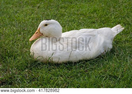 Mulard Duck Sitting In The Green Grass