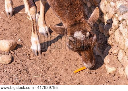 Baby European Mouflon Goat Eats A Carrot, Omestic Sheep In The Afternoon Close-up
