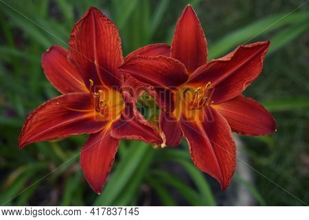 Closeup Of A Big Red Tiger Lily In The Garden Summer. Bright Red Beautiful Asiatic Macro