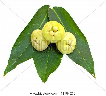 กุหลาบแอปเปิ้ลหรือชมพู่สีเขียวบนพื้นหลังสีขาว