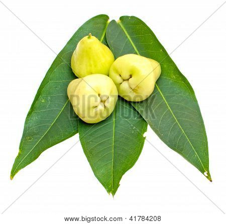 กุหลาบแอปเปิ้ลหรือชมพู่สีเขียวบนพื้นหลังสีขาว