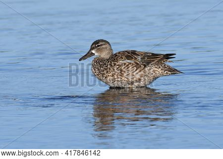 A Female Blue-winged Teal, Anas Discors Stands In Shallow Water In A Lake In Florida