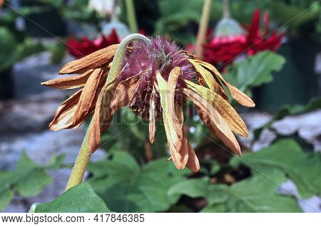 Closeup Of The Seed Tuffs On Gerbera After Blooming