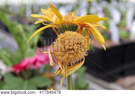 Closeup Of The Seed Tuffs On Gerbera After Blooming.