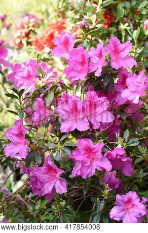 Pink Azalea Flowers Growing On A Shrub