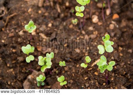 Overhead View Green Sprouts Of Brussels Sprouts In The Sprouter Of The Organic Garden