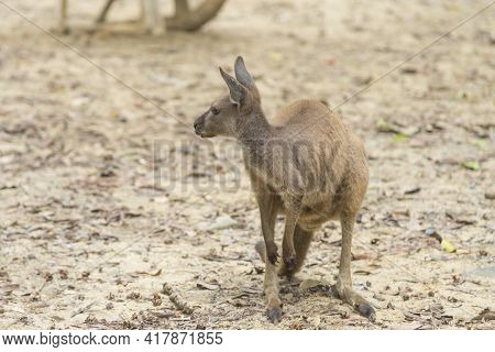 Image Of Kangaroo Face In Its Natural Habitat