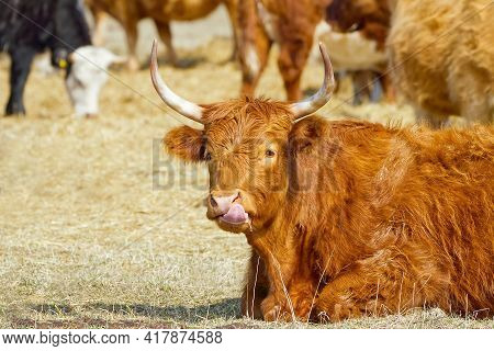 Red Cattle, Lying On Hay At Spring Field. Red Breed Cow For Meat And Milk. Farming, Free Grazing Con