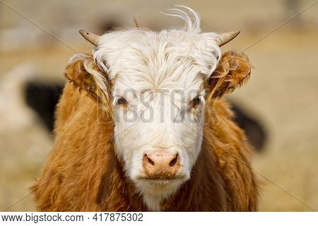 Young Chandler Herefords Cow Portrait. Brown And White Paint Cow. Cute Orange Cow With White Head