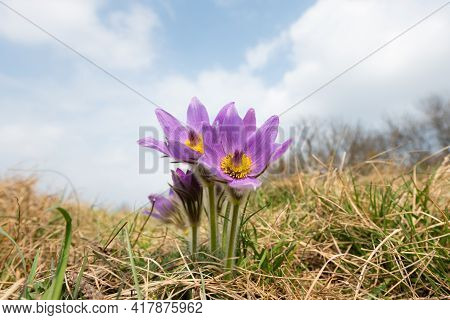 Closeup Of A Wild Pasque Flower (pulsatilla Vernalis) In Springtime Austria