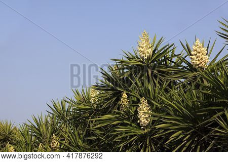Ses Salines, Majorca / Spain - August 22, 2016: Cactus Garden At Island Majorca, Botanicactus Garden