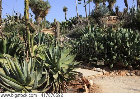 Ses Salines, Majorca / Spain - August 22, 2016: Cactus Garden At Island Majorca, Botanicactus Garden