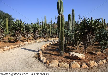 Ses Salines, Majorca / Spain - August 22, 2016: Cactus Garden At Island Majorca, Botanicactus Garden