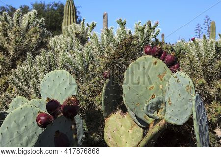 Ses Salines, Majorca / Spain - August 22, 2016: Cactus Garden At Island Majorca, Botanicactus Garden