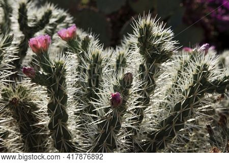 Ses Salines, Majorca / Spain - August 22, 2016: Cactus Garden At Island Majorca, Botanicactus Garden