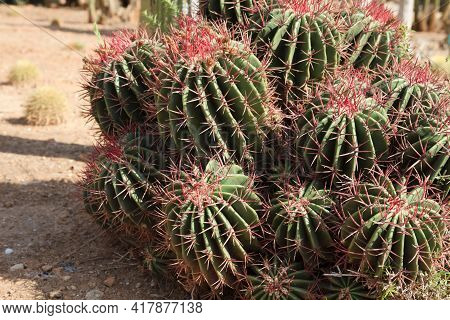 Ses Salines, Majorca / Spain - August 22, 2016: Cactus Garden At Island Majorca, Botanicactus Garden