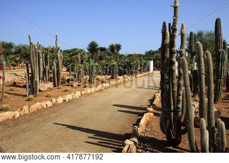 Ses Salines, Majorca / Spain - August 22, 2016: Cactus Garden At Island Majorca, Botanicactus Garden