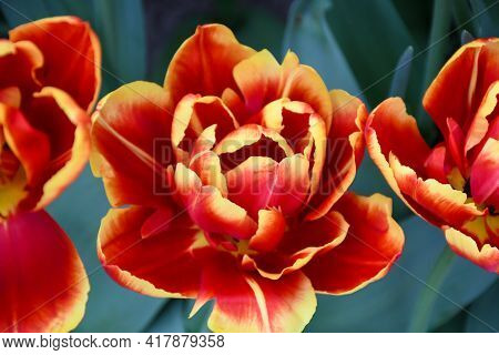 Beuatiful Hot Honey Rag Tulip Blooming With Glowing Orange-reddish Flowers With Canary-yellow Margin