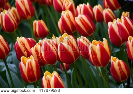 Beuatiful Hot Honey Rag Tulip Glowing Orange-reddish Flowers With Canary-yellow Margins Petals ,colo