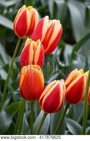 Beuatiful Hot Honey Rag Tulip Glowing Orange-reddish Flowers With Canary-yellow Margins Petals ,colo