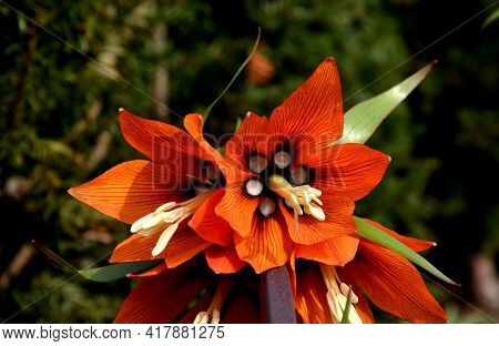 Large Perennials With Red Bells Flowers Along With A Yellow Narcissus Flower In A Bark Mulched Flowe