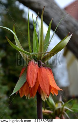 Large Perennials With Red Bells Flowers Along With A Yellow Narcissus Flower In A Bark Mulched Flowe