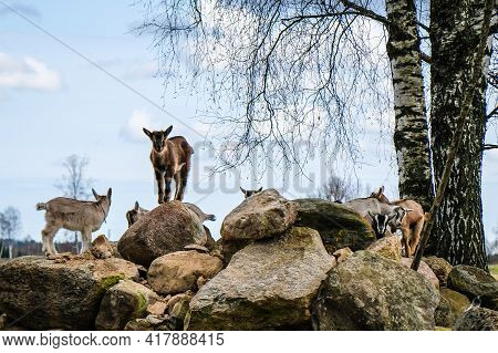 Herd Of Goats In The Grassland. Goats Eating Grass And Climbing Rocks On A Pasture In Farm. Goat Kid