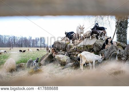 Herd Of Goats In The Grassland. Goats Eating Grass And Climbing Rocks On A Pasture In Farm. Goat Kid