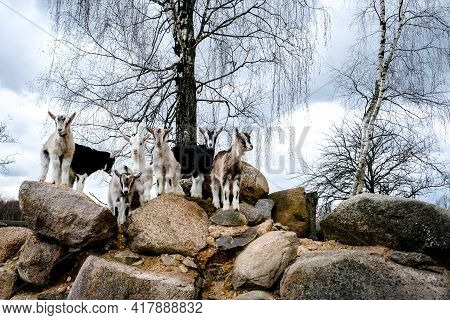 Herd Of Goats In The Grassland. Goats Eating Grass And Climbing Rocks On A Pasture In Farm. Goat Kid