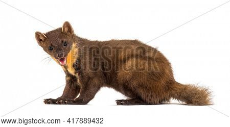 Portrait, side view Pine marten, isolated on white