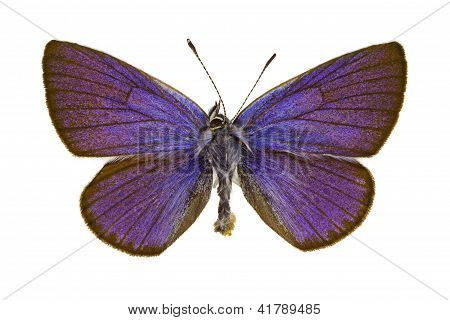 Cyaniris Semiargus