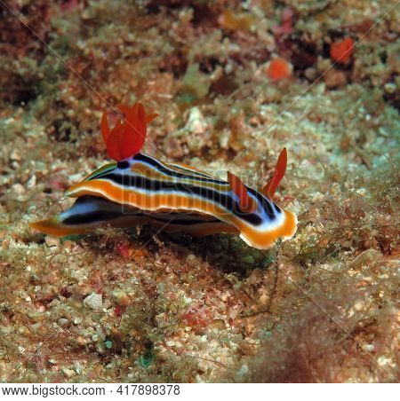 A Chromodoris Quadricolor Nudibranch Crawling On Sand Boracay Island Philippines
