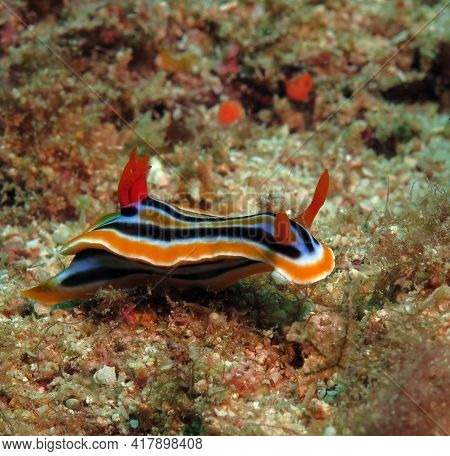 A Chromodoris Quadricolor Nudibranch Crawling On Sand Boracay Island Philippines