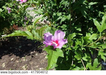 Palmately Lobed Leaves And Pink Flowers Of Hibiscus Syriacus In July