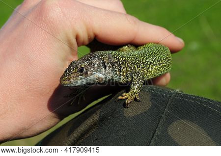 European Green Lizard Lacerta Viridis Holds In Human Fingers. Little Lizard With Brown Eye Looking I