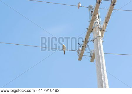 Bird Celeus Flavesceus Perched On Mains Wires