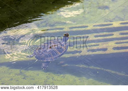 Melide / Switzerland - June 21, 2020: A Turtle At Swissminiatur, Open-air Miniature Park Placed In M