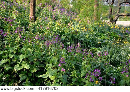 Blooms An Ornamental Plant Grown In Gardens For Its Purple Fragrant Flowers And Round Decorative Fru