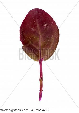 Red Grass Isolated On A White Background (atriplex Red)