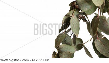 Eucalyptus (eucalyptus Globulus, Commonly Known As southern Blue Gum) Branch With Fruits Isolated On